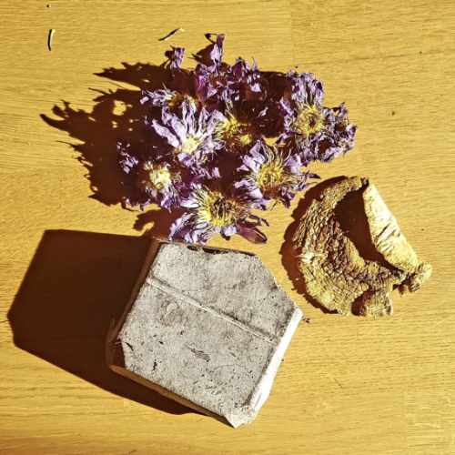 Bild von blauem Lotus und Fliegenpilz