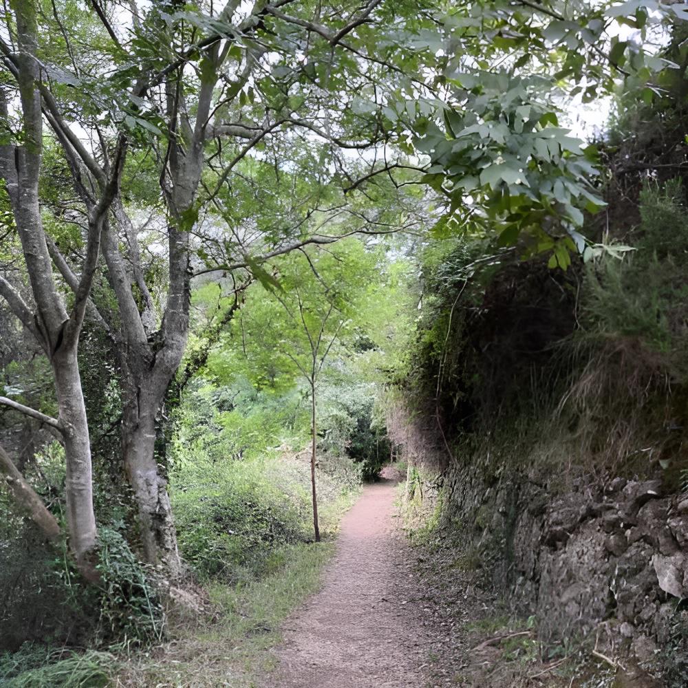 Bild einer Lotusblüte