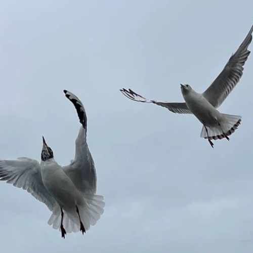 Bild von Vögeln in der Luft